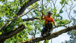 Tree Pruning